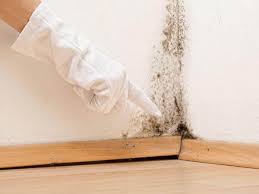 Best Attic Mold Removal in Forestbrook, SC